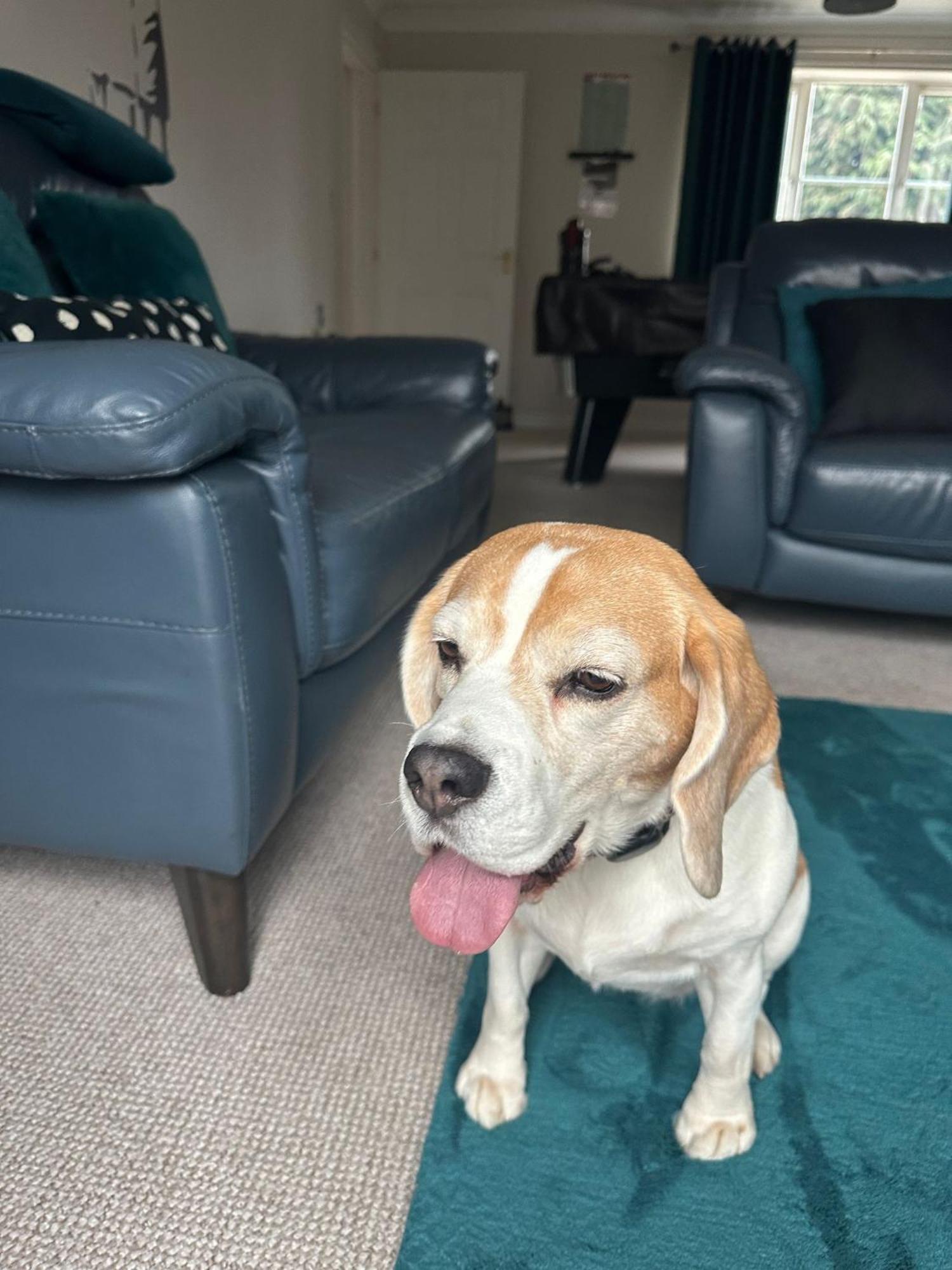 Hereford - Finch House - Modern 4 Bedroom House Located In South Hereford, Dog Friendly With Nearby Countryside, Pool Table, Sleeps Up To 10 Guests - Hosted By Rentmyhouse Екстер'єр фото